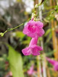 Image result for Strobilanthes hamiltoniana