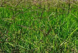 Mar 22, 2021 · 7 manfaat senam aerobik bagi kesehatan tubuh. 11 Macam Macam Rumput Yang Kaya Fungsi Manfaat Sindunesia