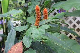 Image result for Renealmia