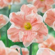 Daffodil Bulbs Butterfly Apricot Whirl Pre Sale Now Ships Fall 2020 Bulb Flowers Daffodil Bulbs Daffodils