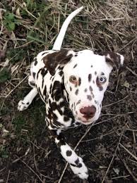 Black And White Spotted Dog With Blue Eyes Big Beautiful Dalmation Puppy Image Jpg Dalmatian Puppy Dalmation Puppy Puppies