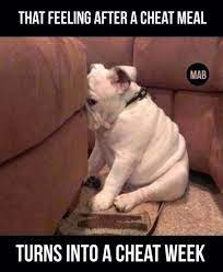 Satisfy Your Sweet Tooth In A Healthier Way Funny Animals Guilty Dog Cute Animals