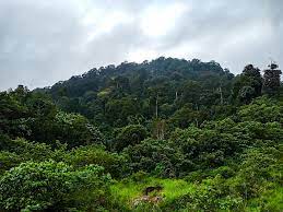 Rimba komuniti kota damansara powered by : File Hutan Simpan Kekal Chabang Tongkat Jpg Wikimedia Commons
