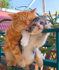 Weekend With My Boyfriend Cats Kitten Kitty Cat Kittens Pets Love Cute Pet Anim 2020 Sevimli Hayvan Yavrulari Sevimli Kedi Yavrulari Cute Kittens
