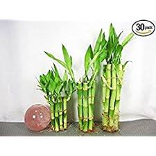 Growing and maintaining bamboo growing bamboo successfully is a simple and rewarding task and can be accomplished in most situations. Amazon Com 9greenbox Lucky Bamboo Set 4x10 6x10 8x10 Live Indoor Bamboo Plants Grocery Gourmet Food