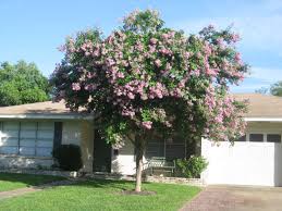 Basham Party Pink Crape Myrtle Writer Adam Russell 903 834 6191 Adam Russell Ag Tamu Edu Contact Bil Crape Myrtle Landscaping Supplies Ornamental Plants