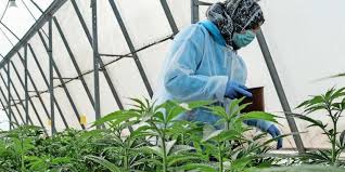 Allgemein herrscht rund um informationen zu medikamenten und präparaten aus cannabis eine große verwirrung. Grosser Ansturm Auf Lizenz Fur Cannabis Anbau