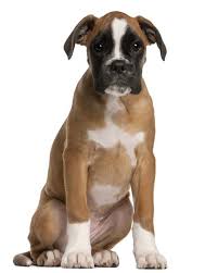 Cork dog action welfare group. Boxer Dog Breed Information With Pictures