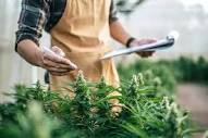 Comprehensive Guide to Ohio Medical Marijuana Laws