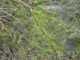 Image result for Melaleuca lateritia