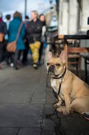 Pet store near me, pet supply store, dog food store, pet store. Pet Market Stock Photos Offset