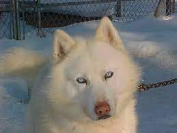 They're brilliant canines that make excellent family pets, which makes them a+ students when learning commands and trying new activities. Neo White Siberian Husky White Siberian Husky White Husky Husky