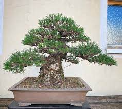 The man in the video said the tree is about 100 years old. Japanese Black Pine Worked For A Customer Bonsaiart Bonsai Brosebonsai Blac Brose Bonsai