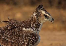The martial eagle is one of the most highly aerial members of its subfamily. Young Martial Eagle Transfrontier Nobody Stock Photo 165496456