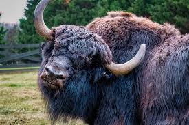 Image result for yak