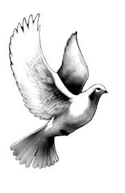 Black And White Pigeon Drawing Dove Tattoo By Noliestotell On Deviantart Dove Tattoo Dove Tattoo Design Tattoo Design Drawings