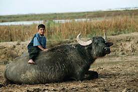 Iraq 3iraqiya أهوار العـــــــــراق Iraq Animals Water Buffalo