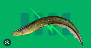 Image result for Chionodes electellus