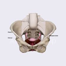 Image result for female sex organ