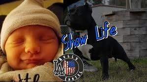 American Bully Show Life Episode 26: New puppies & we have a New Baby Girl  at LABC. Welcome Abigail!