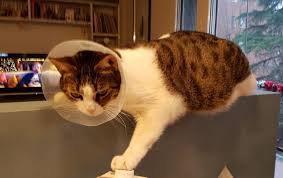 Il pemfigo è una malattia autoimmune che si caratterizza per la produzione di autoanticorpi contro antigeni situati nei desmosomi, strutture di connessione fra le cellule epiteliali. Granuloma Eosinofilico Nel Gatto Sintomi E Cura Amica Veterinaria