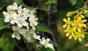 When it comes to your home and family, you need an extermination company that you can trust. San Juan Island Update Master Gardeners Native Plant Sale