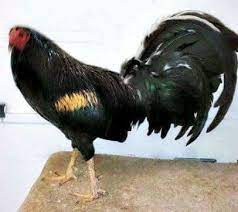 Rooster bright brass cartridge polish. Brass Back Gallos Pure Black Facebook