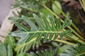 The crown of needle like leaves is about eight feet across. How To Propagate A Split Leaf Philodendron