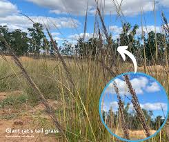 Image result for Sporobolus natalensis