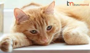 En Olumcul 5 Kedi Hastaligi Evcil Hayvan Blogu