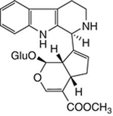 Image result for Psychotria articulata