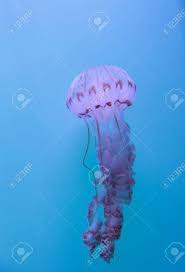 Long white tentacles (expert handling is required). Purple Striped Jellyfish Chrysaora Colorata Floats Gracefully Stock Photo Picture And Royalty Free Image Image 43767440