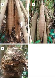 Image result for Pandanus candelabrum