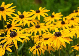 In some varieties, flower color is determined by the ph of the soil; Grow Black Eyed Susan How To Plant Care For Rudbeckia Flowers Garden Design