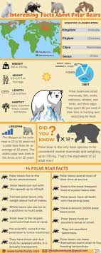 Polar Bear Facts In 2021 Polar Bear Facts Polar Bear Information Polar Bear