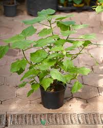 Image result for Sparrmannia africana