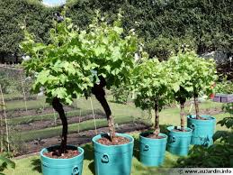 Top 10 des variétés qui y sont le mieux adaptées | jardin symbole de la paix, la force et l'éternité, l'olivier est un arbre idéal en pot dans le jardin, sur la terrasse ou sur le balcon. Cultiver La Vigne En Pot