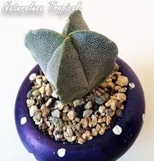 Las suculentas y los cactus son plantas que han adquirido notoriedad por su fácil mantenimiento, su precio accesible y variedad de formas y tamaños. Elabora El Mejor Sustrato Para Tus Cactus