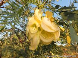 Image result for Sesbania