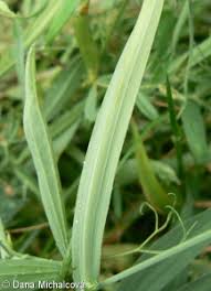 Image result for Lathyrus hirsutus