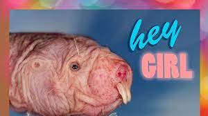 To Save Yourself From Sextortion Send Naked Mole Rats Not Nudes The New Yorker