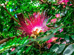 Image result for Malvaceae subfamily Bombacoideae