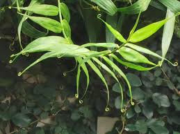 Image result for Flagellaria