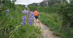 Detailed trail guides are available at the usage: Summer Things To Do With Kids In Crested Butte Colorado Exploring Through Life
