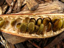 Image result for Acacia kamerunensis