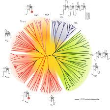 Ion Channels Pharmacology Education Project