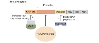 The Lac Operon Article Gene Regulation Khan Academy Khan Academy Biology Regulators