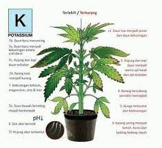 Jenis tanaman hias daun terpopuler, ruangan indoor maupun outdoor jadi lebih asri dan anggun. Baja Silgrow Baja 151515 Daun Baja Buah Photos Facebook