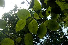 Image result for Strophanthus kombe