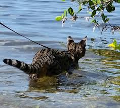 As with other hybrid cats such as the chausie. Servalhill